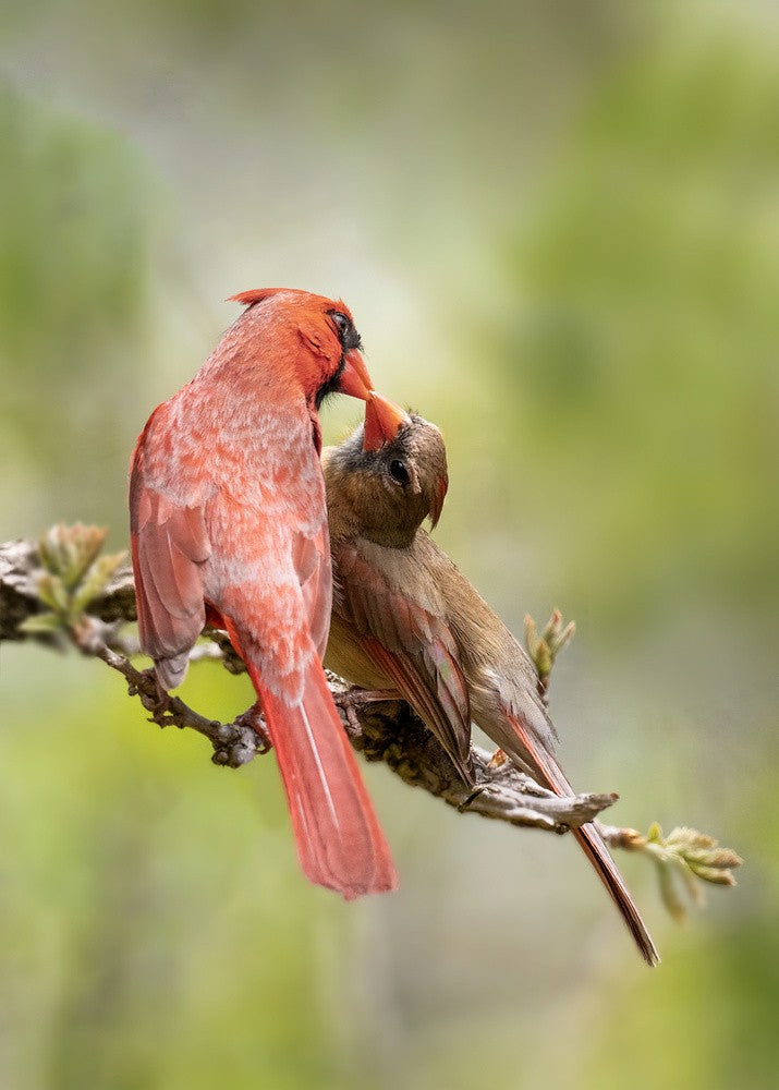birds Kissing