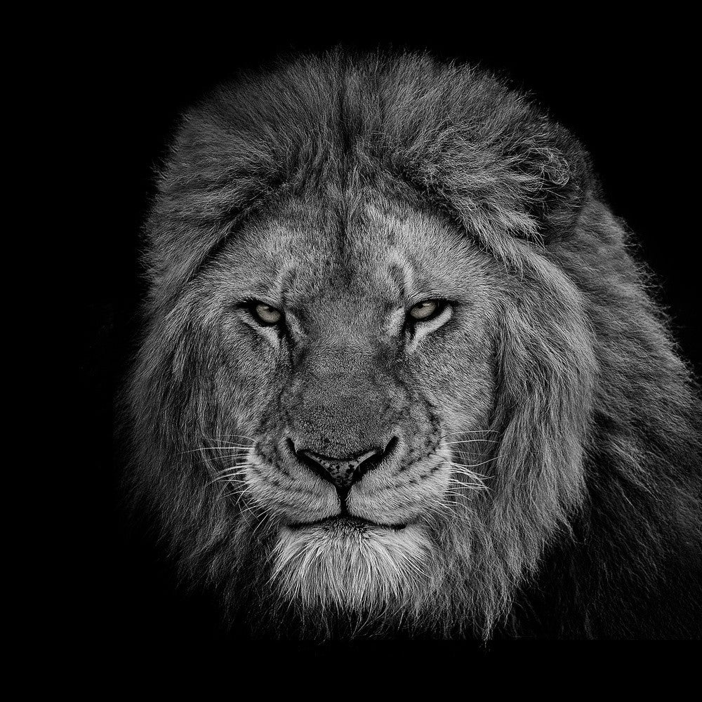 The King