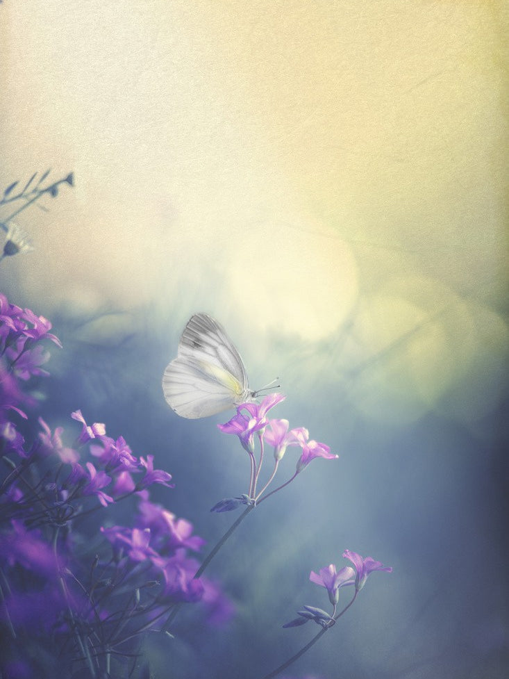 Gentle light and pale atmosphere