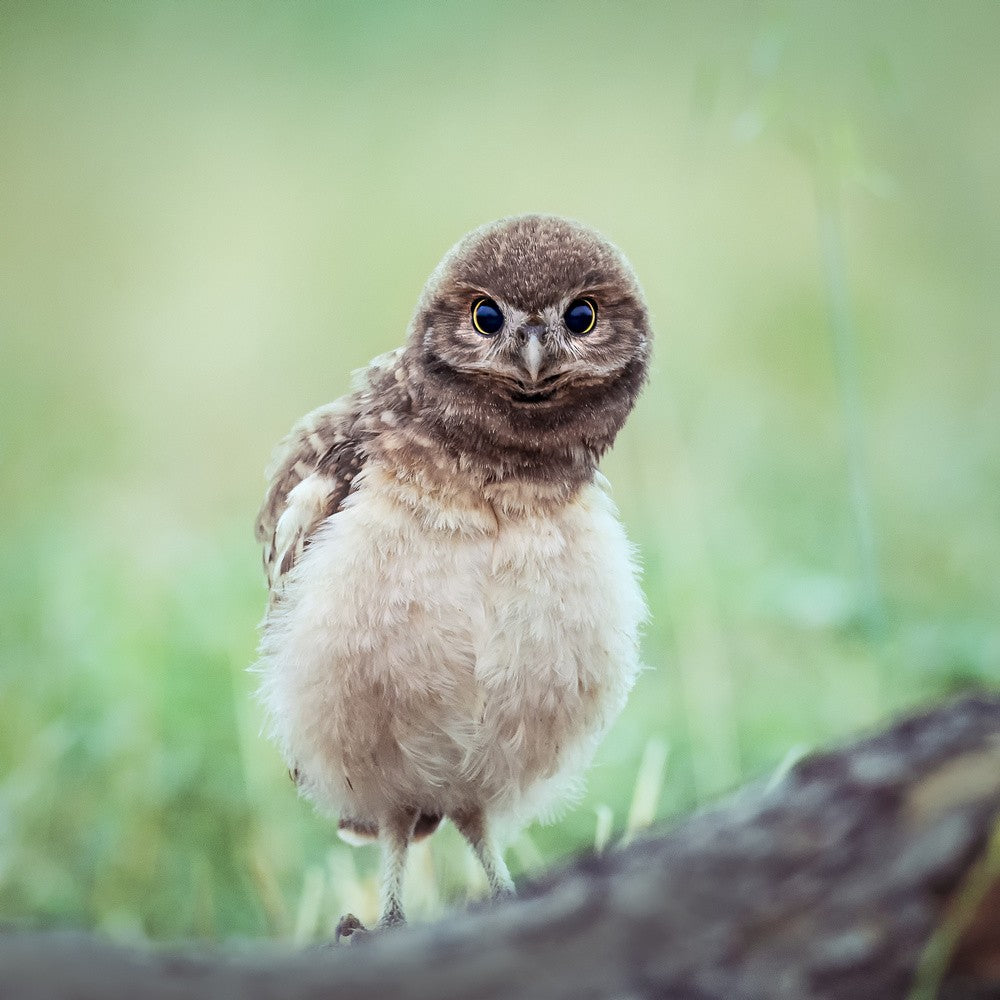 Watching You