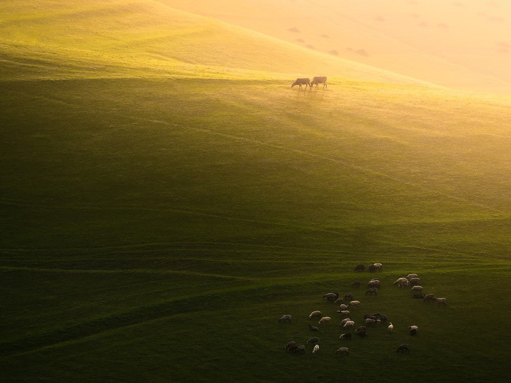 Livestock in the Farm