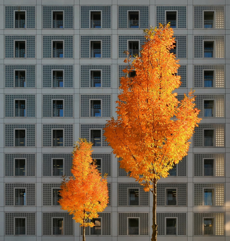 autumn in the city