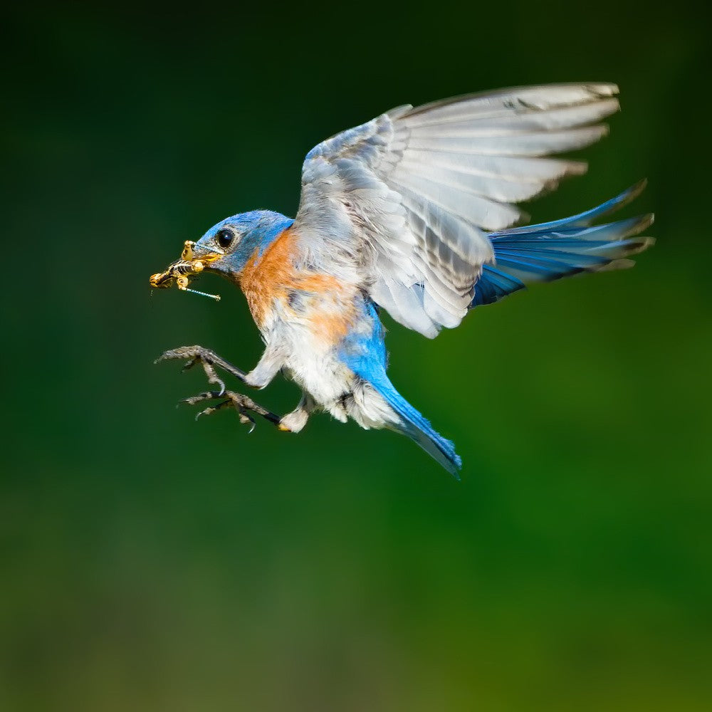 Ready for Landing