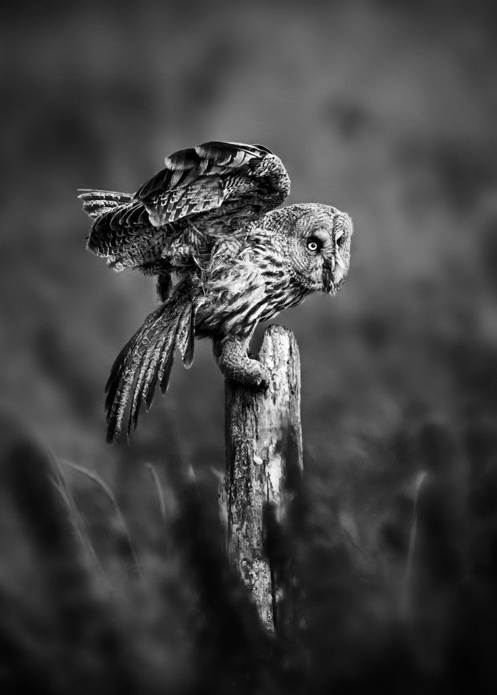 Hunting