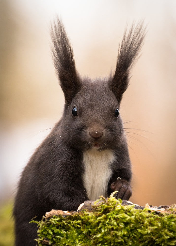 Squirrel