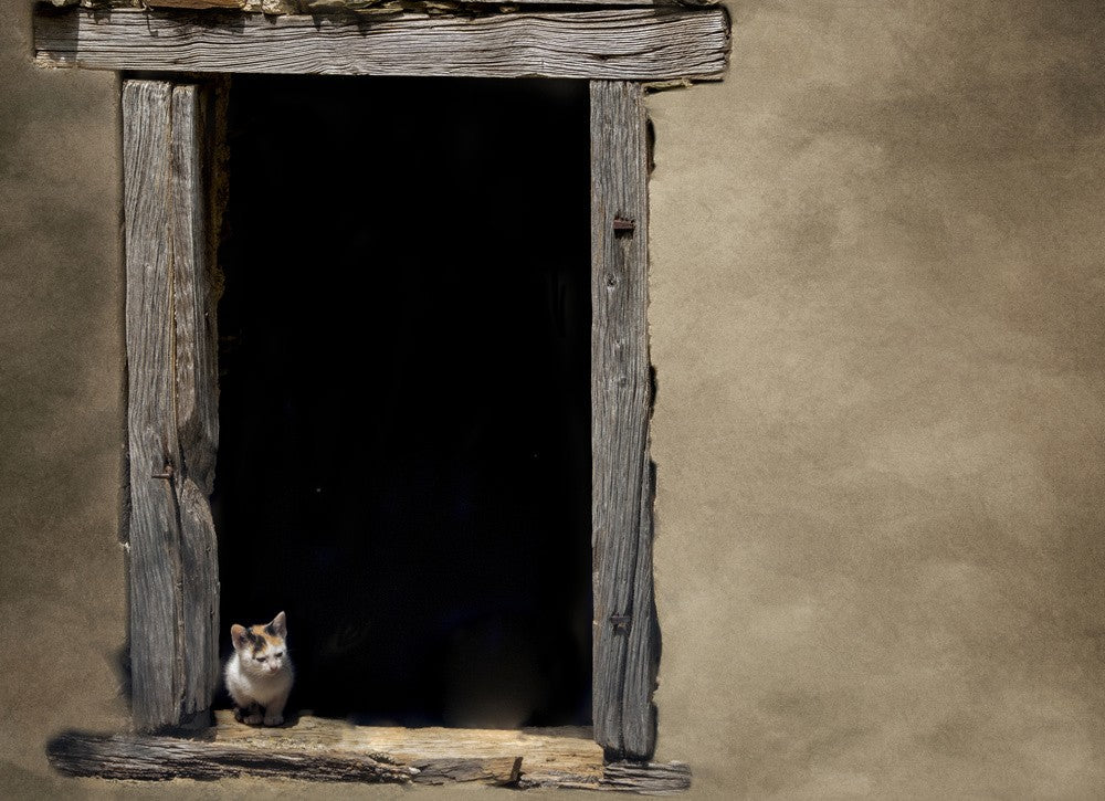 How much is that kitty in the window