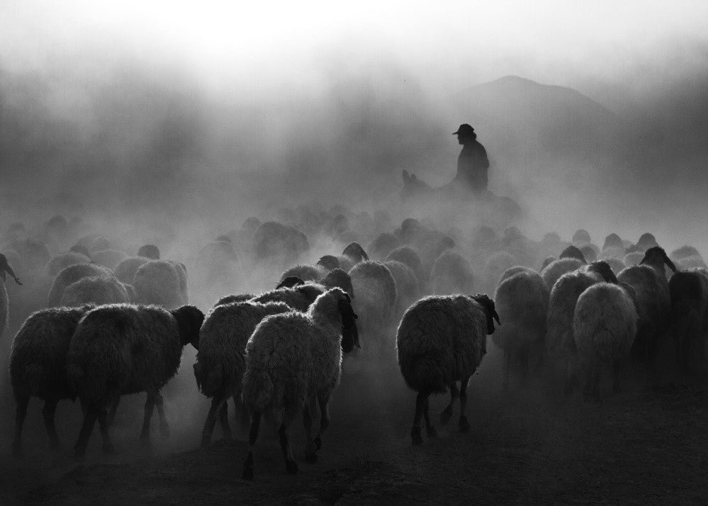shepherd