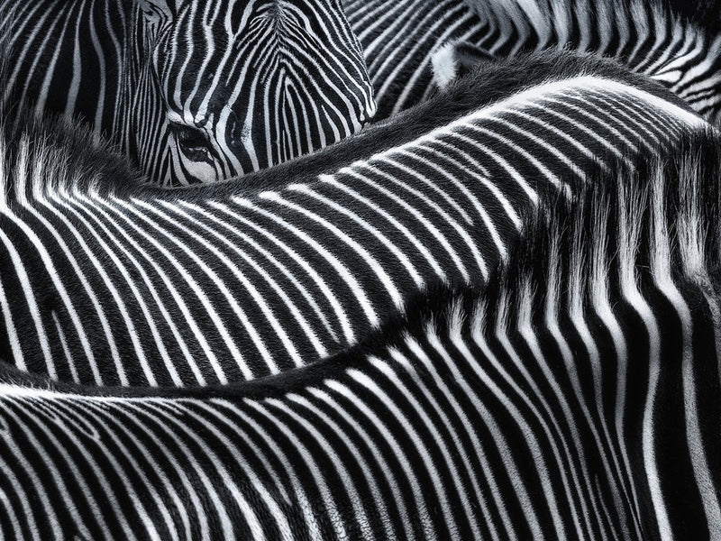 Lost in stripes