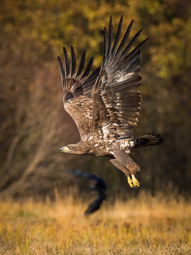 White-tailed Eagles, Haliaeetus albicilla