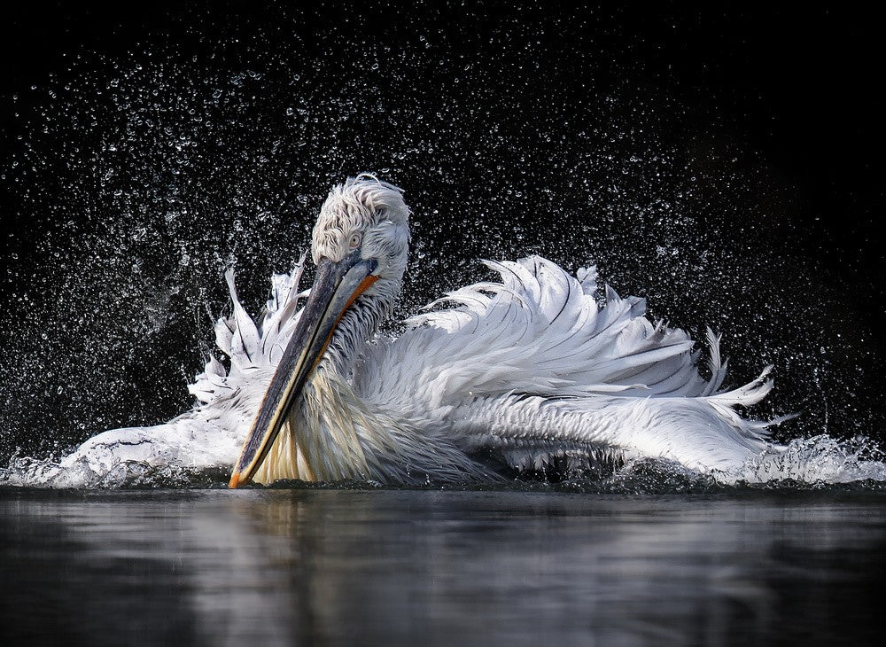 Pelican