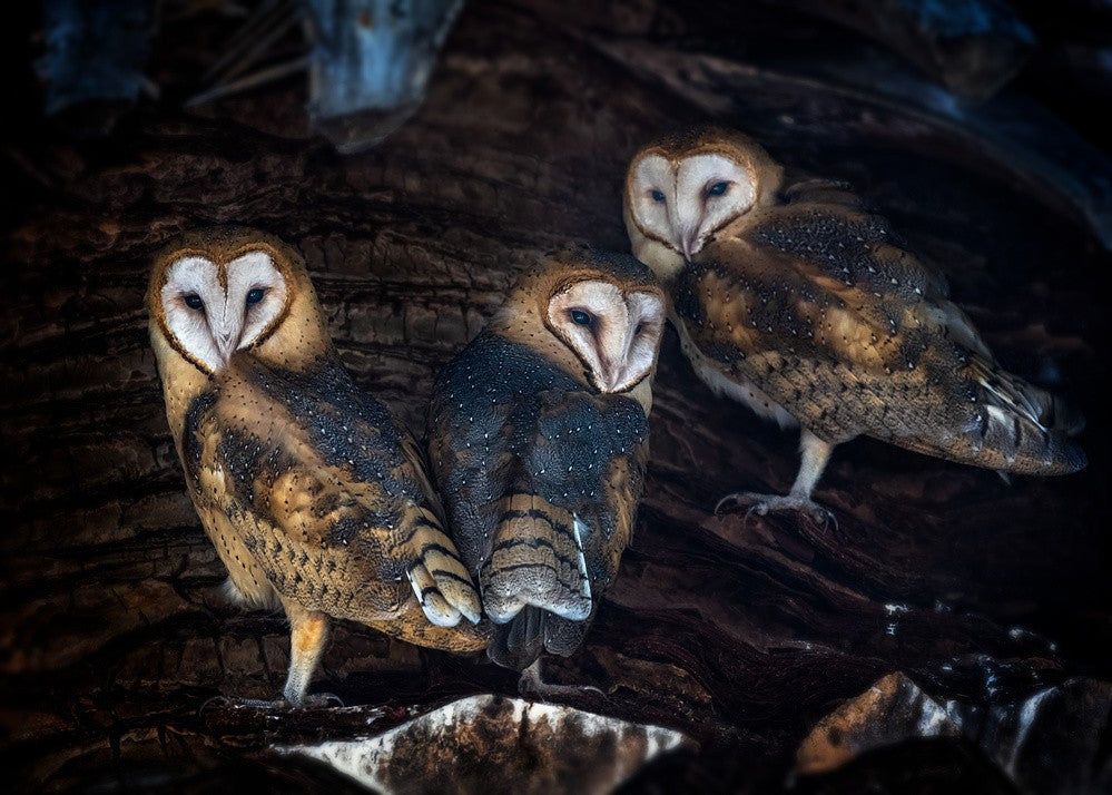 Baby Barn Owls
