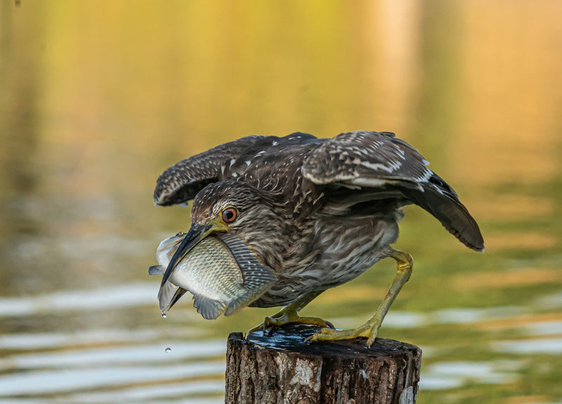 Big catch