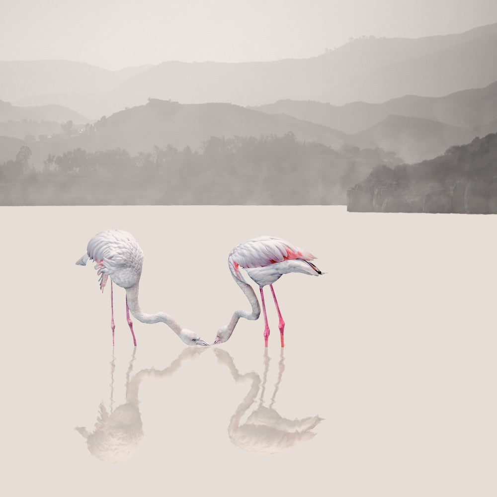 Storks
