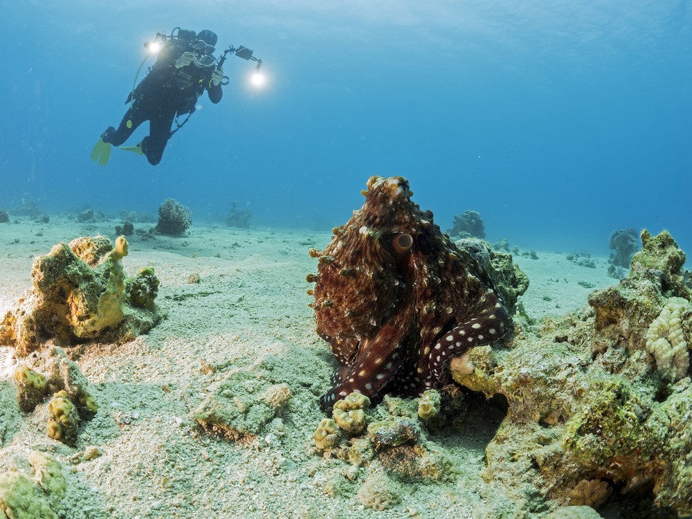 Octopus and a Diver