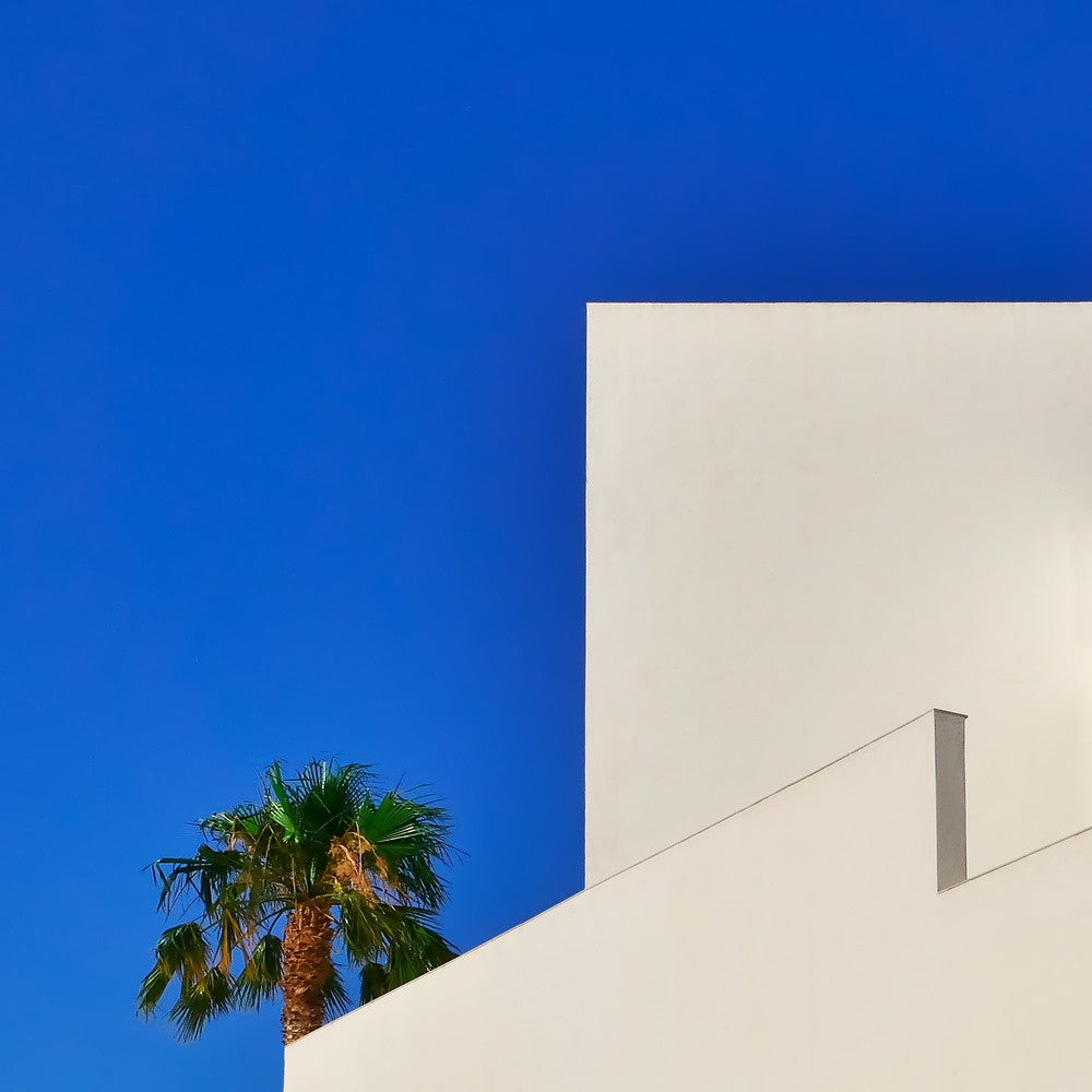 palm tree