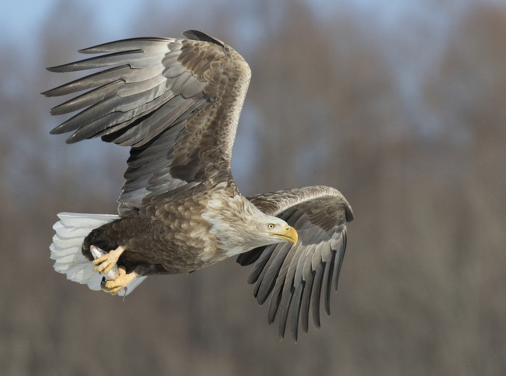 Seeadler
