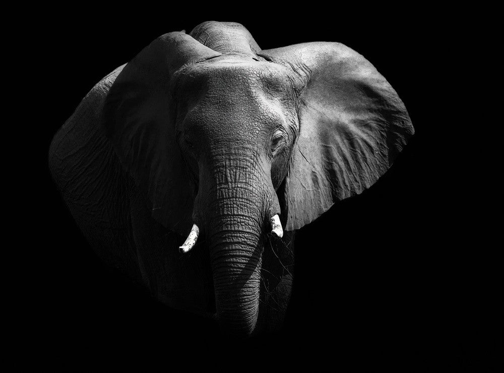 Elephant.