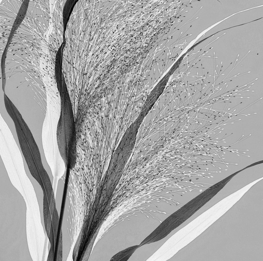 Simply grass