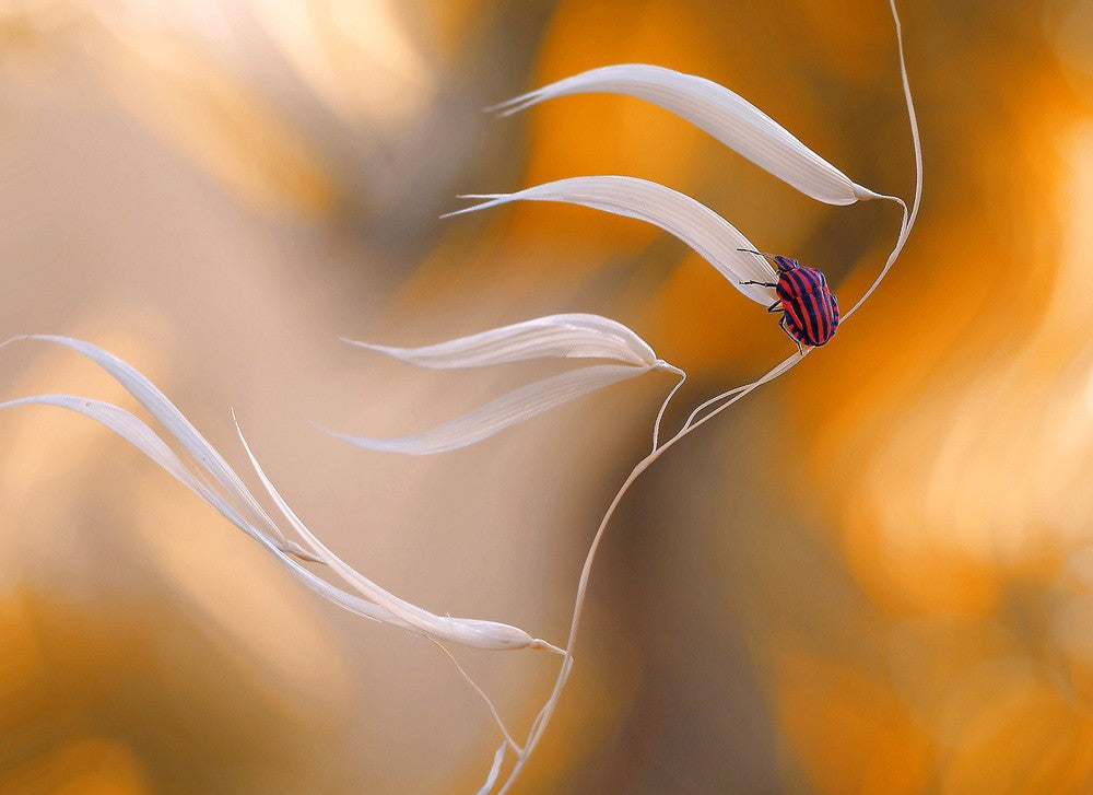 West wind...