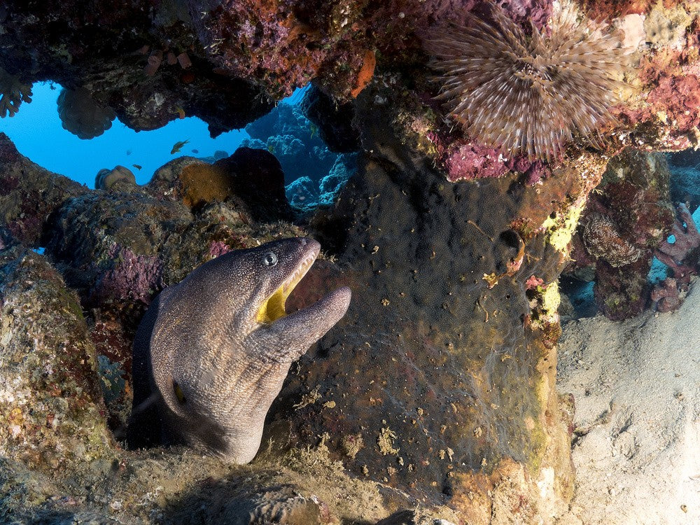 Yellow Mouth Moray Eel