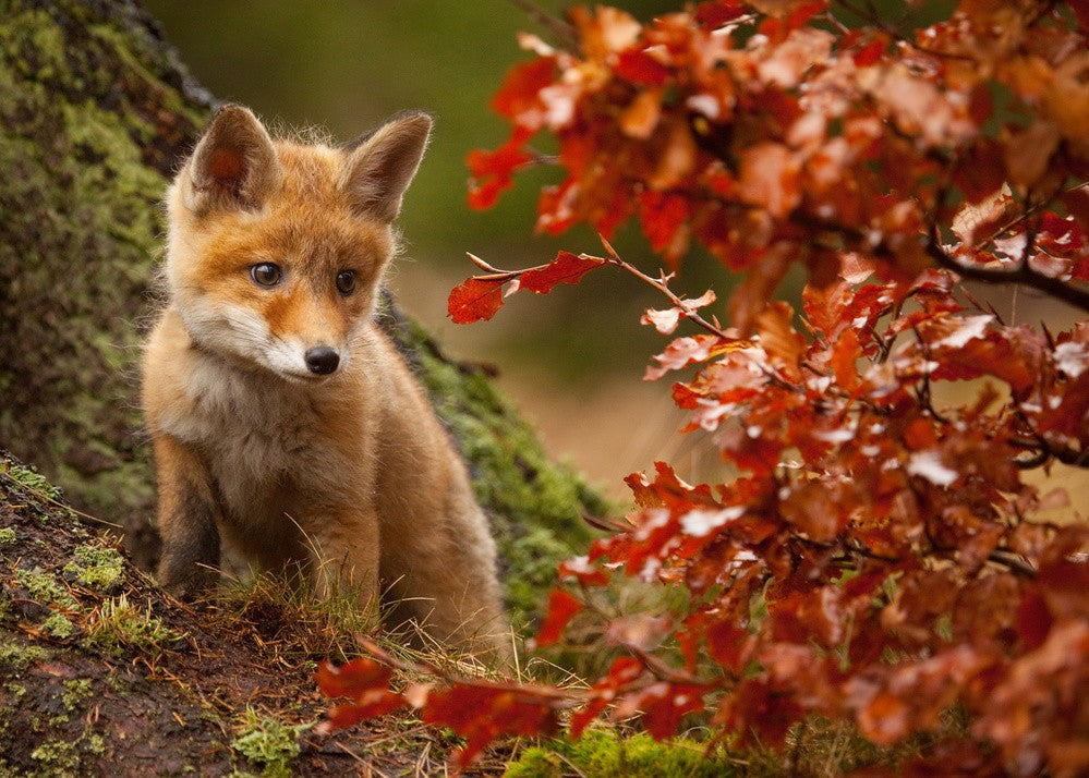 Fuchs