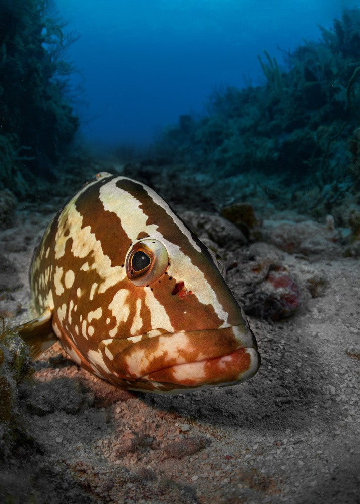 Sleeping grouper