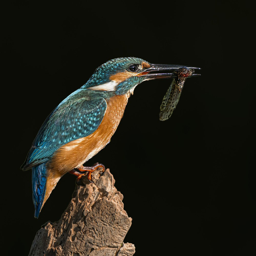 Eisvogel
