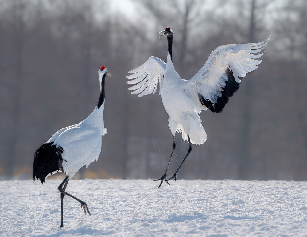 Dancing in the snow