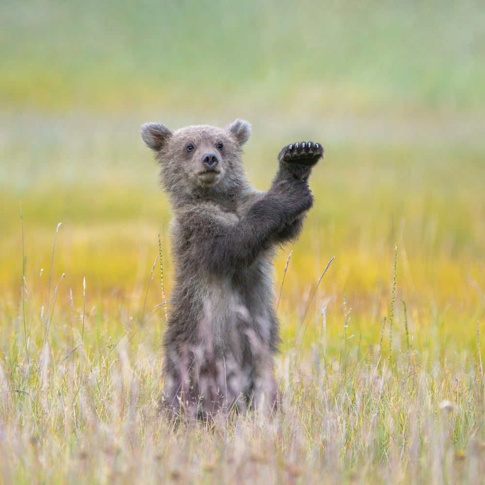 A little conductor