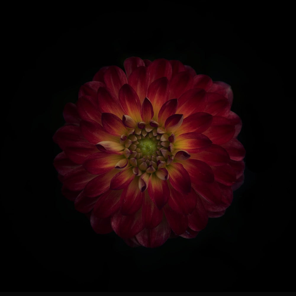 Dahlia time