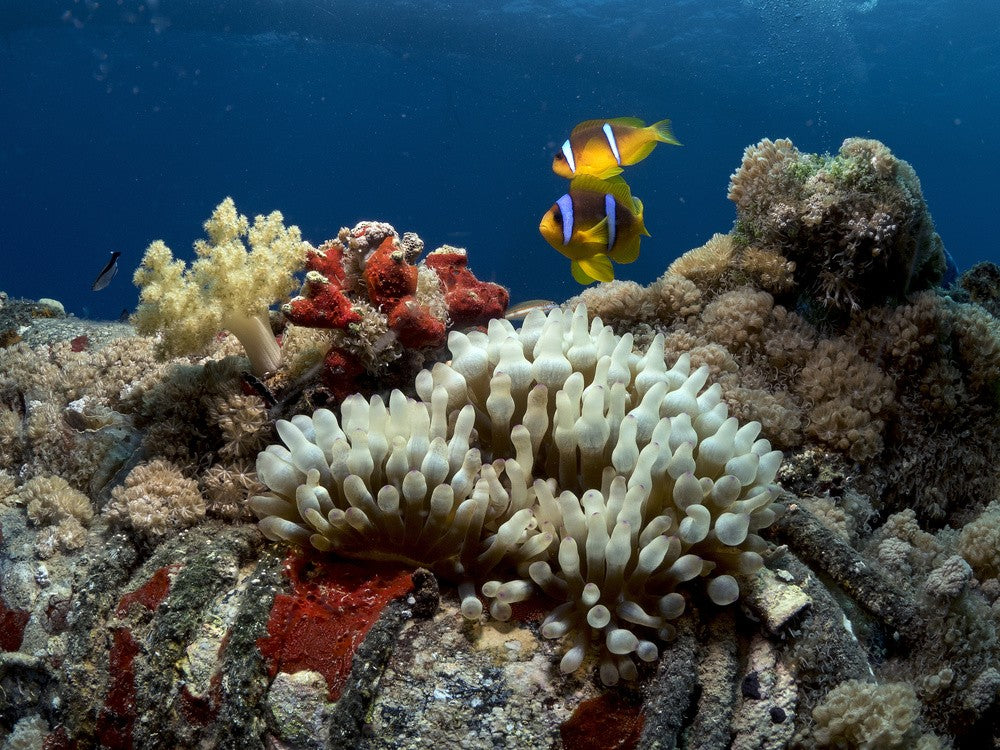 Anemone and Anemonefish