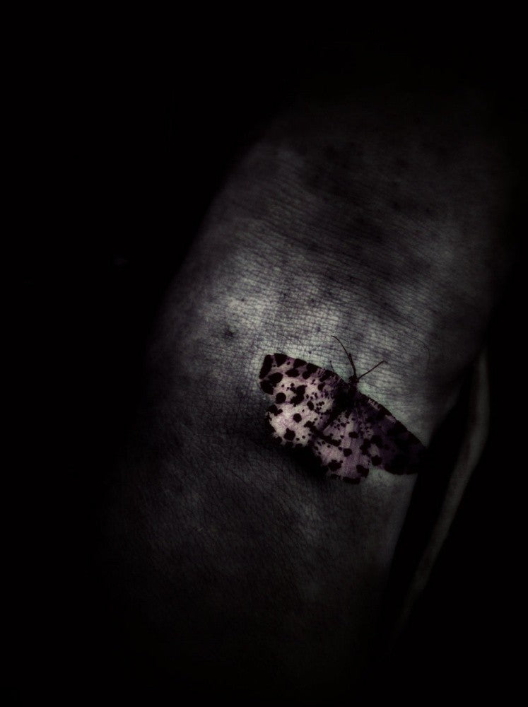 Butterfly Caught
