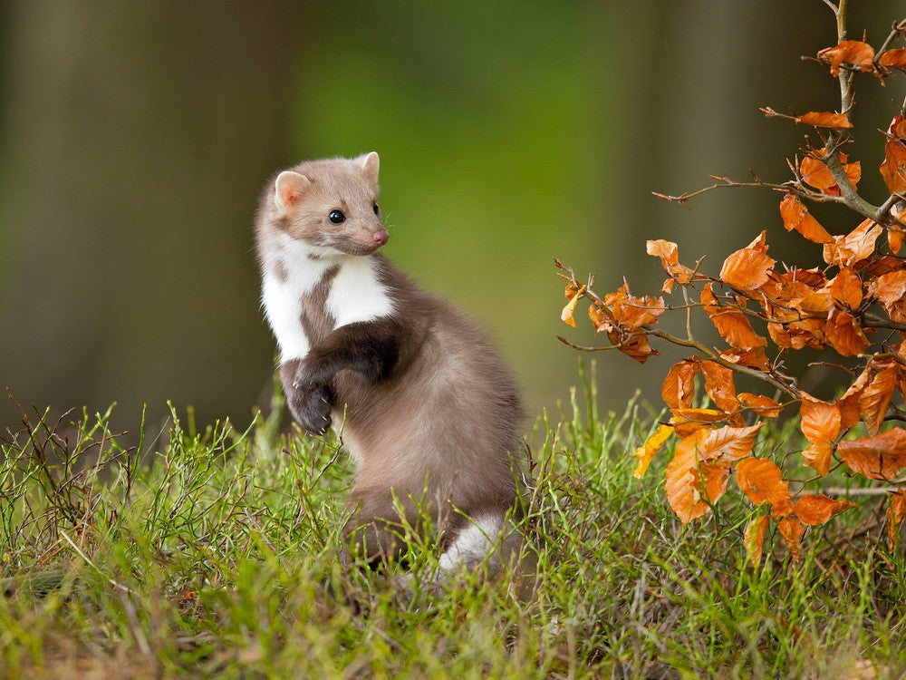 European pine marten