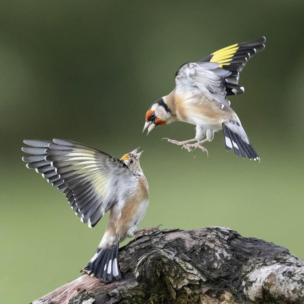 Goldfinches. "Don't talk down to Me "