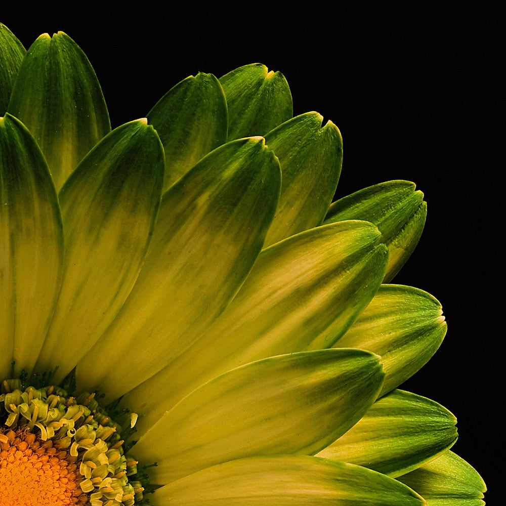 Petals