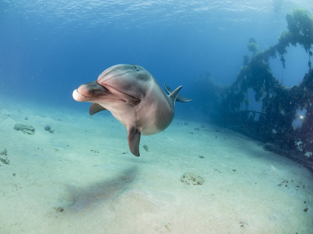 Dolphin