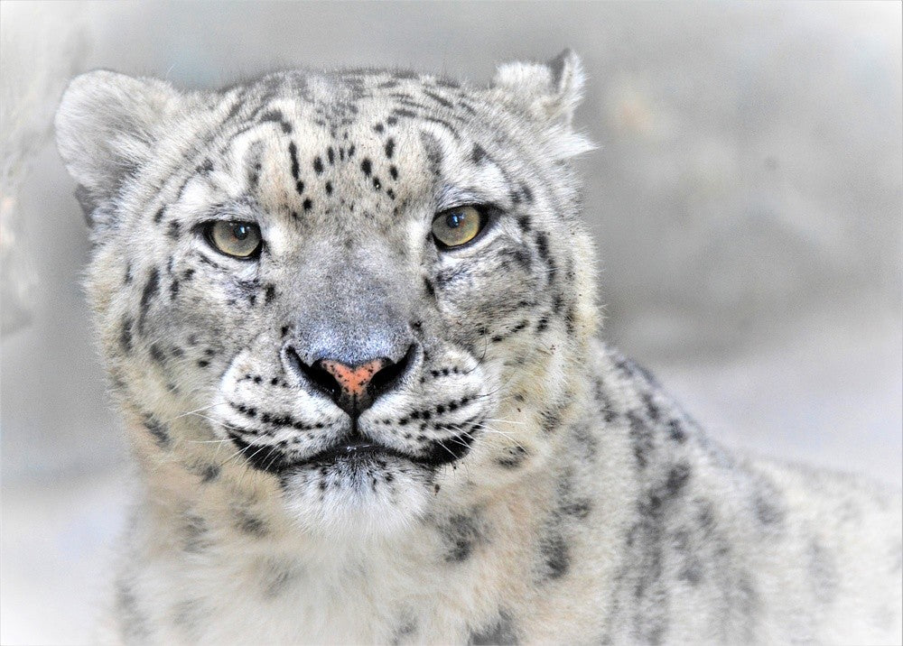 Schneeleopard