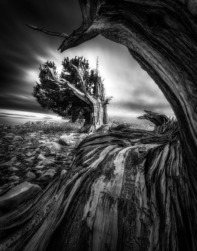Ancient Trees