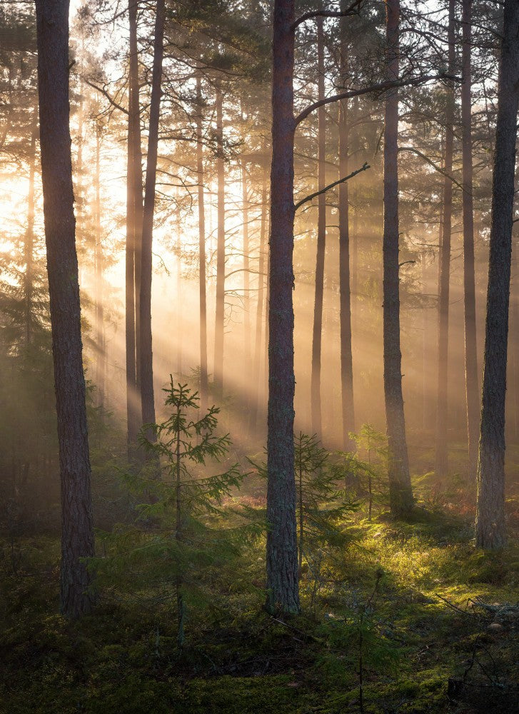 Foggy forest