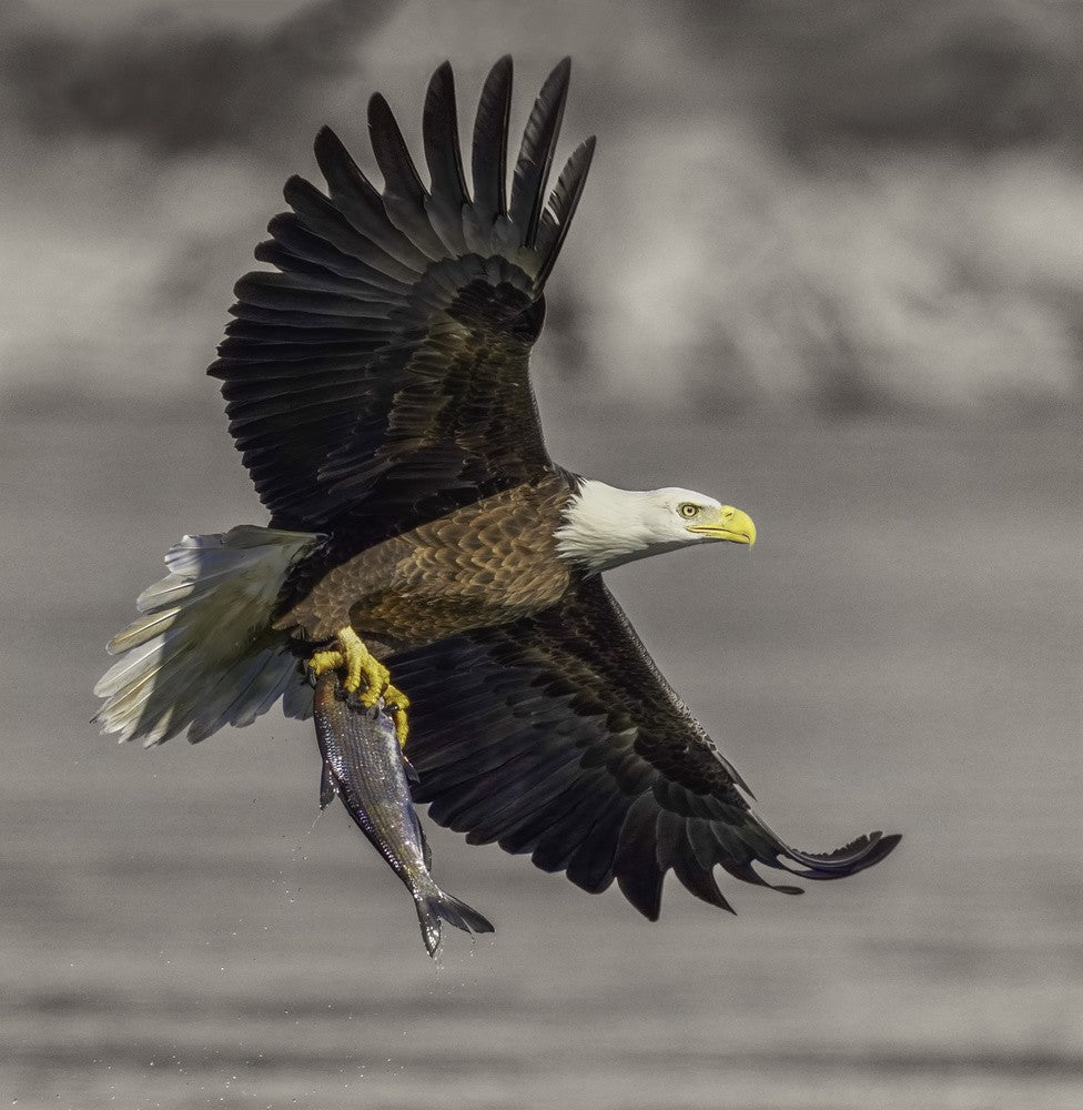 Weißkopfseeadler