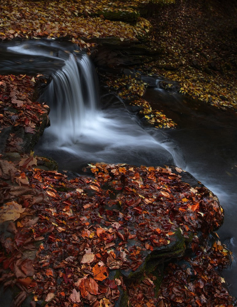 Red Leaves