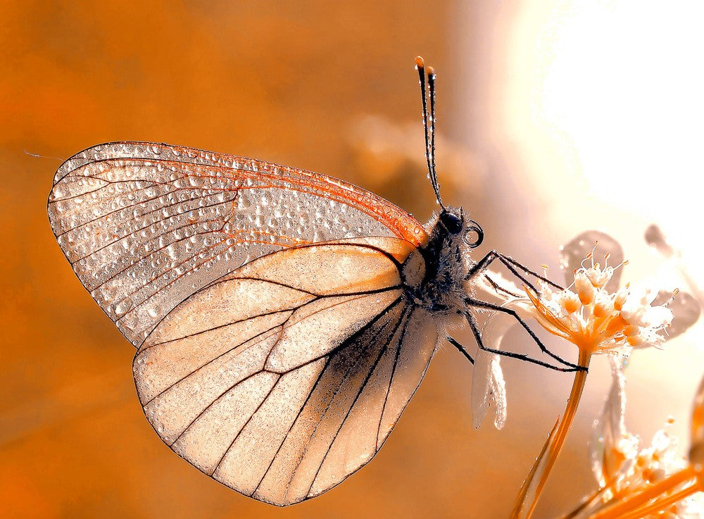 Butterfly in autumn colors...