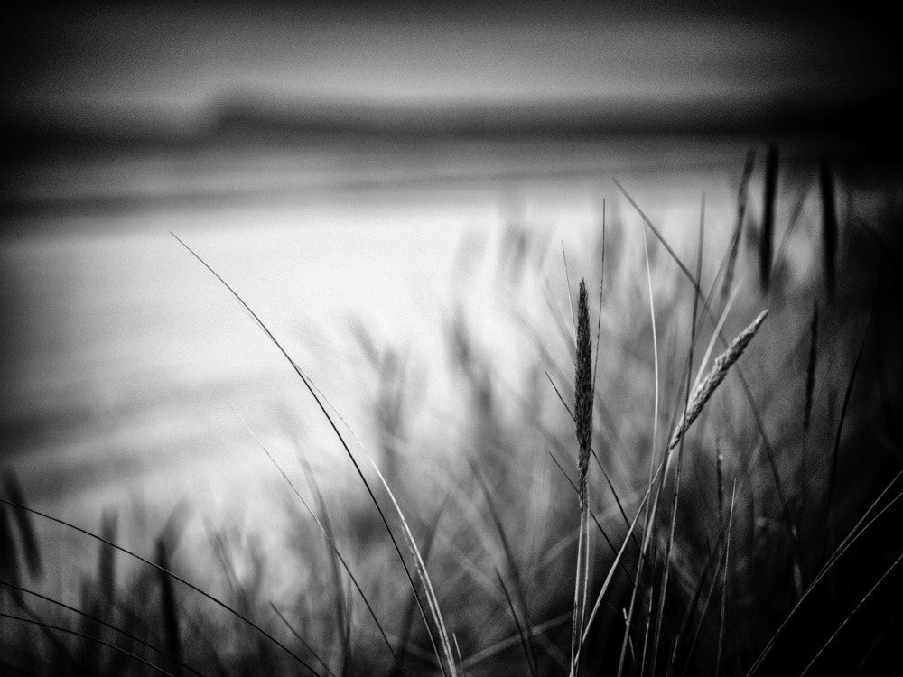 dune grass spot