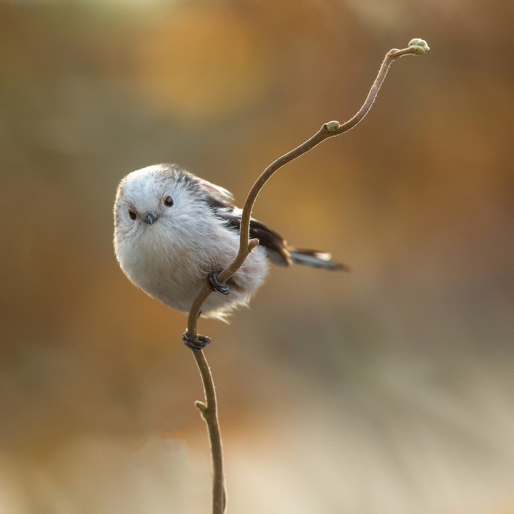 ein seltener Vogel in unserem Garten