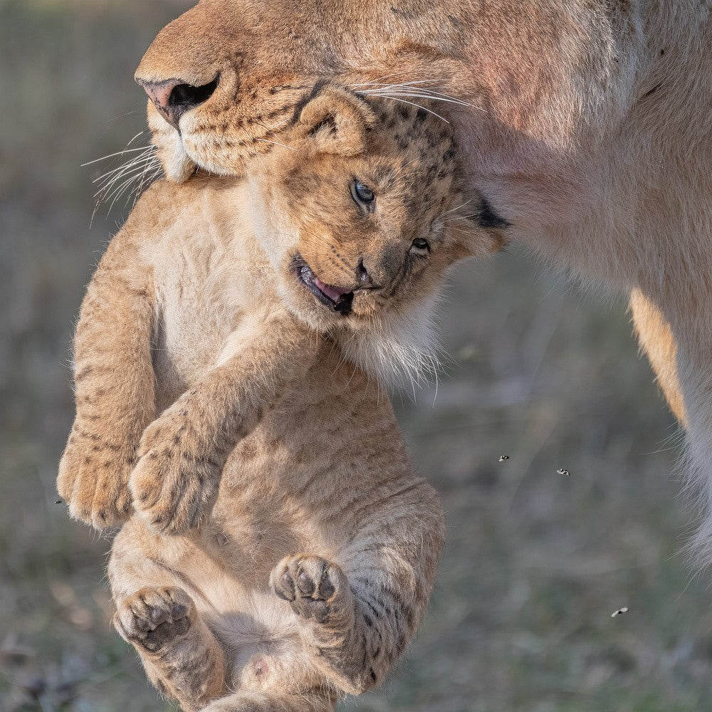 Curiosity