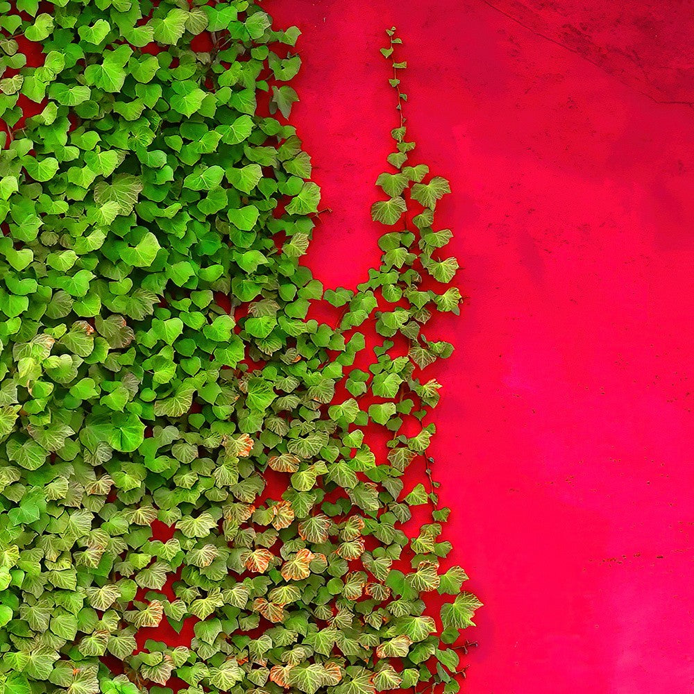 Red with green