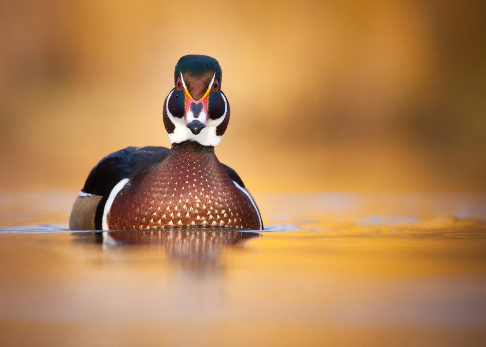 Karolin duck