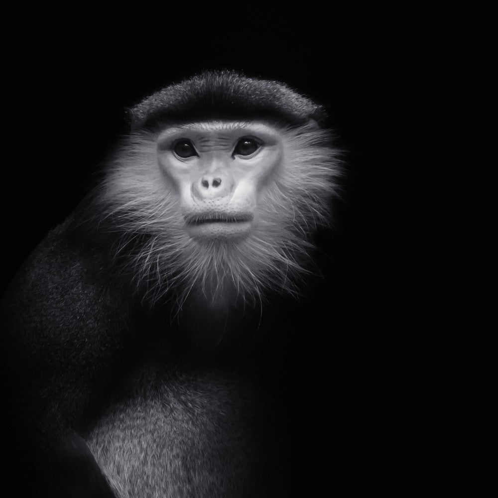 ... Affe #2