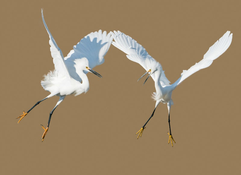 Wings