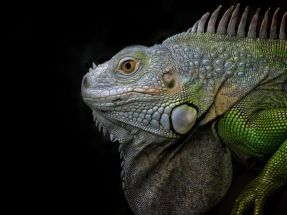Exotic Green Iguana